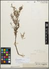 Foto von Salix dracunculifolia Boiss.